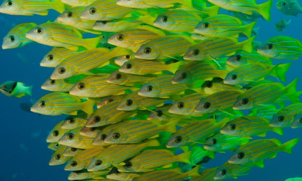 帛琉海洋保育區