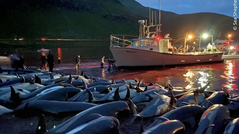 法羅群島1400隻海豚遭屠殺
